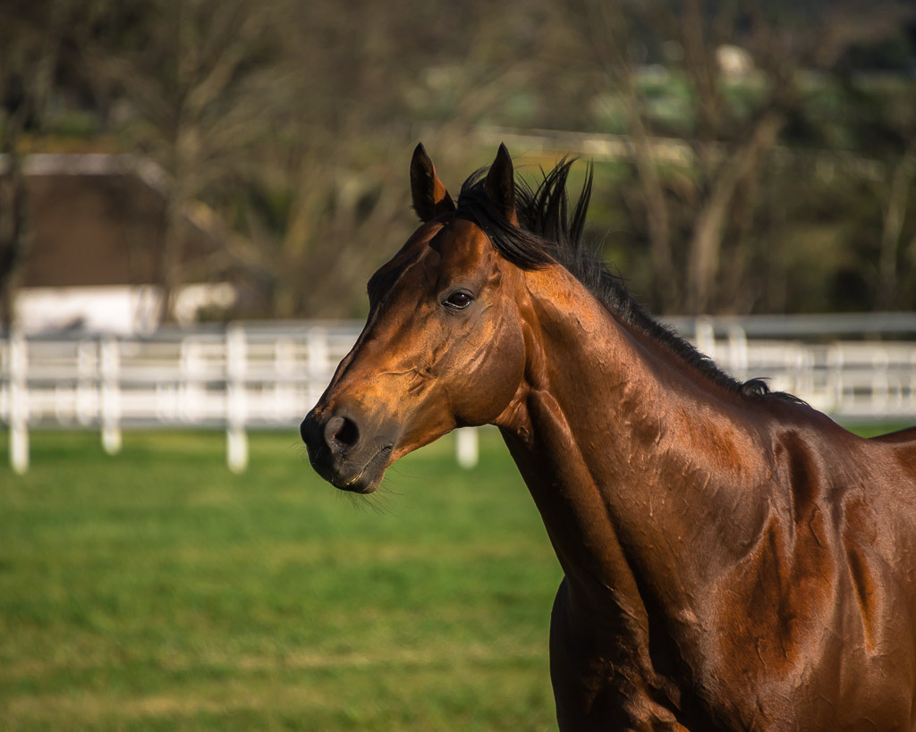 Drakenstein Stud Farm | THE TOUGHEST HORSE IN THE WORLD